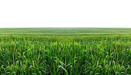 Fototapeta premium Green grass isolated on white background with copy space for your text.