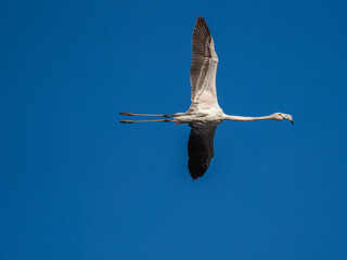 Flamingo flight in the sky