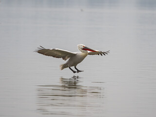 Pelican in the water flight
