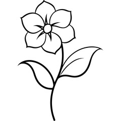 orchid isolated on white