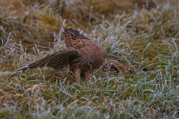 Aufnahme eines Turmfalken beim Suchen nach Beute in seinem Habitat.