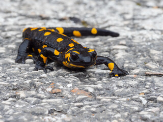 Salamander walking on the ground