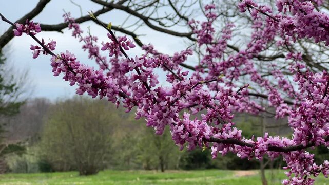 Closeup of branches of a redbud tree with pink flowers in a lush garden under blue sky