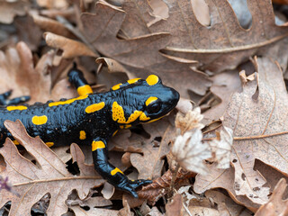 Salamander reptile among tree leaves