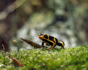 gros plan d'une très jolie grenouille tropicale qui fait la pose pour le photographe, dans un bokeh très artistique et lumineux