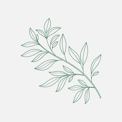 A charming hand drawn outline of a delicate willow leaf