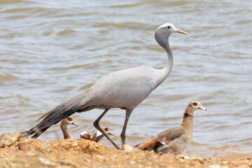 Blue Crane / Stanley Crane / Paradise Crane (Anthropoides paradiseus)