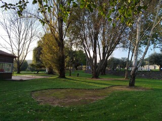 trees in the park