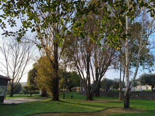 trees in the park