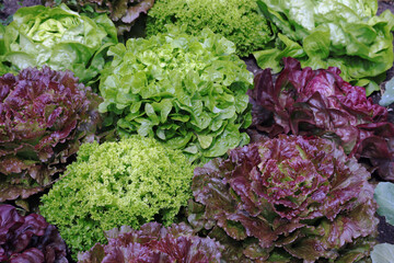 Salat, Rosette, Kopfsalat, Gemüsebeet, Garten