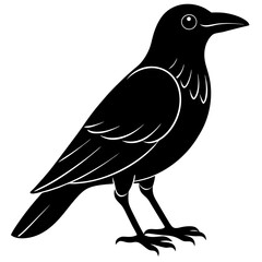 crow on a white background