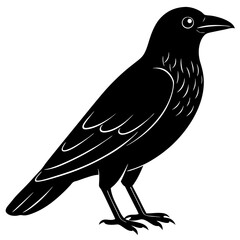 crow on a white background