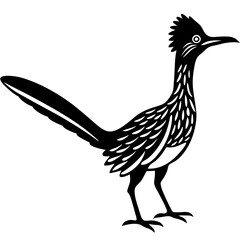 black and white bird