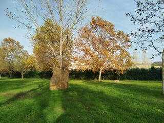 Obraz premium autumn in the park