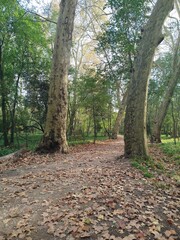 path in autumn forest