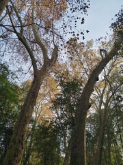 trees in the park