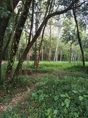 footpath in the park