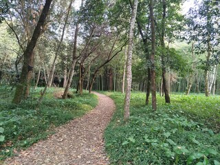 footpath in the park