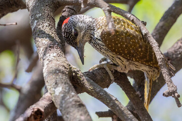 Female Golden-tailed Woodpecker (Campethera abingoni) foraging for insects in a tree, Limpopo, South Africa