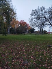 Obraz premium spring in the park