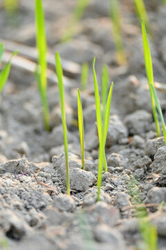 closeup the ripe green soil wheat stitch plant growing with leaves in the farm field with clay soft focus natural green brown background.