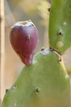 closeup the juicy maroon cactus fruit with green plant soft focus natural green yellow background.