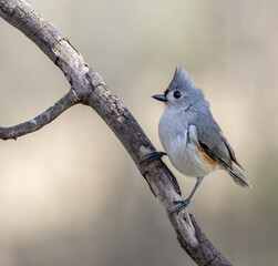 A Tufted Titmouse, Baeolophus bicolor, poses nicely on a bare branch.