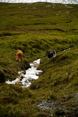 sheep in the mountains of Faroe Island