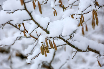 Hazel catkins on a tree branch covered with ice and snow on blurred background. Forest in winter, frost weather