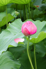 A pink lotus bud stands tall among large green leaves, with a single petal resting on a leaf, showing calm and natural beauty in Ueno, Japan.