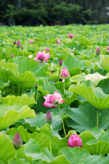 Obraz premium Pink lotus flowers blooms gracefully with large green leaves around it, glistening with raindrops after a rainy day, showcasing serene natural beauty in Ueno, Japan.