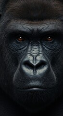 Close up of face of a Black Gorilla, Wildlife, Animal, Zoom In, Zoomed Portrait