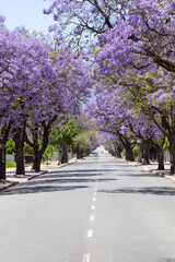 Street lined with flowering Jacaranda Trees (Jacaranda mimosifolia)