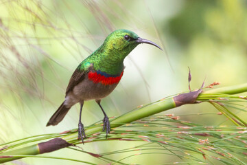 Male Southern Double-collared Sunbird or Lesser Double-collared Sunbird (Cinnyris chalybeus) perched on reed, Western Cape, South Africa