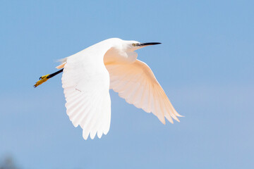 Little Egret (Egretta garzetta), Western Cape, South Africa flying at sunset with wings outstretched