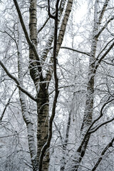 Cloudy winter day. Snowfall. Tree branches in the snow