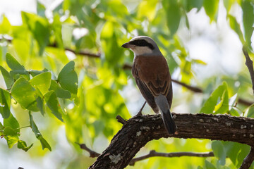 Male Red-backed Shrike (Lanius collurio) perched on branch in broad leafed woodland, Kruger National Park, South Africa in summer