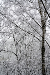 Cloudy winter day. Snowfall. Tree branches in the snow