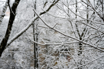Cloudy winter day. Snowfall. Tree branches in the snow