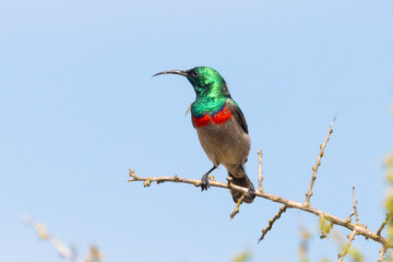 Southern Double-collared Sunbird or Lesser Double-collared Sunbird (Cinnyris chalybeus) male perchedd on branch, West Coast, South Africa