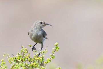 Female Southern Double-collared Sunbird or Lesser Double-collared Sunbird (Cinnyris chalybeus) perched on succulent shrub, Western Cape, South Africa