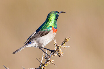 Male Southern Double-collared Sunbird or Lesser Double-collared Sunbird (Cinnyris chalybeus) perched on bush, West Coast, South Africa