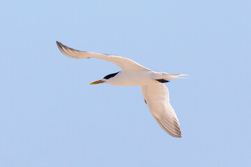 Swift Tern or Greater Crested Tern (Thalasseus bergii) flying at Die Kom, Kommetjie, Western Cape South Africa, a popular birding hotspot