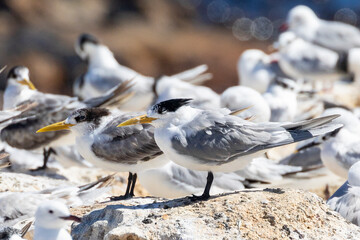Swift Tern or Greater Crested Tern (Thalasseus bergii) at a mixed seabird roost, Bird Island,...
