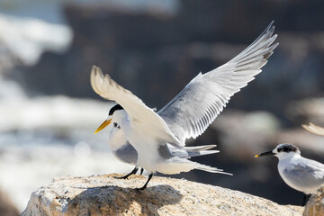 Swift Tern or Greater Crested Tern (Thalasseus bergii) landing on rock, Die Kom, Kommetjie, Western Cape, South Africa, a popular birding hotspot