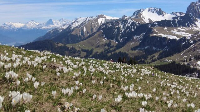 Gurnigelpass, Switzerland - April 14. 2024: Wild crocus flowers on the alps pass Gurnigel with snow mountain peaks Gantrisch and Nueenen with hiking people