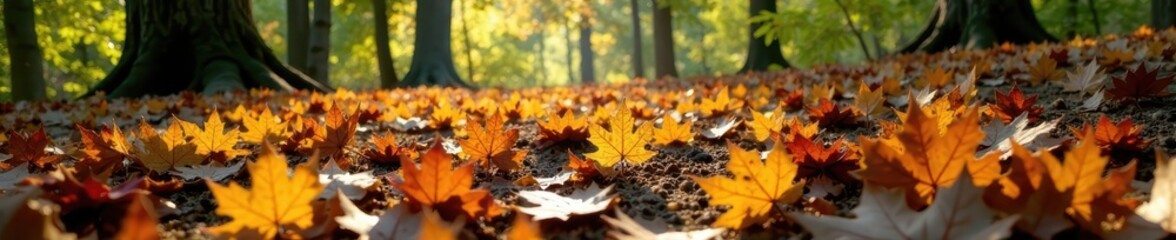 Scattered oak and birch leaves on forest floor, sunlit , stock photo, november, macro