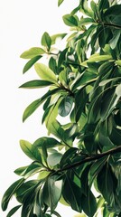 Stunning Green Foliage: A Vibrant Display of Nature's Beauty