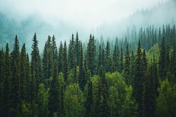 Lush green forest shrouded in mist during a tranquil morning in the mountains