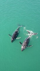 Fototapeta premium beautiful swimming in the sea, aerial view with copy space vertically 9:16